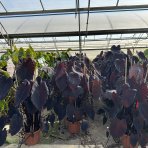 Kolokázia jedlá (Colocasia esculenta) ´ALOHA´ - výška 80-90 cm, kont. C15L